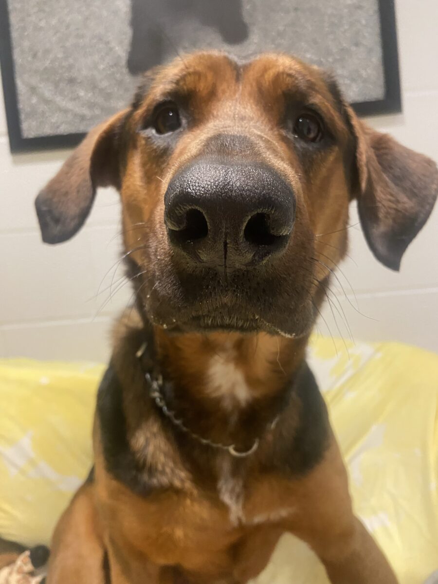 Adoptar un perro con displasia de cadera: lo que necesitas saber