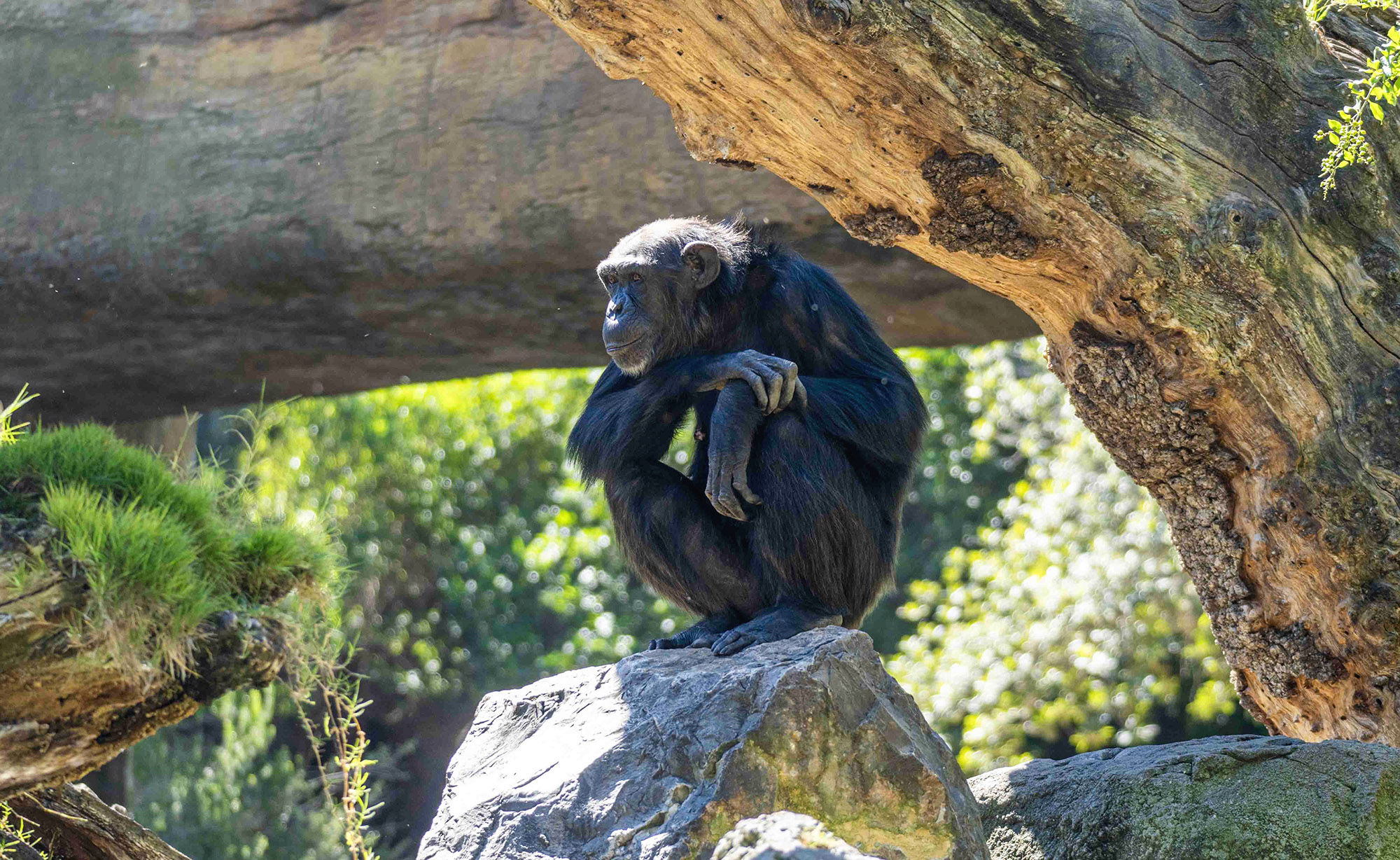 Chimpancé desconsolado del zoológico finalmente suelta a su bebé que nació muerto ⋆ Metropolitano de Madrid