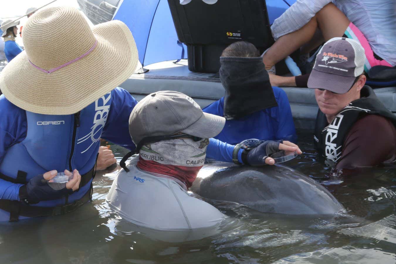 Los delfines respiran microplásticos y podrían estar dañando sus pulmones