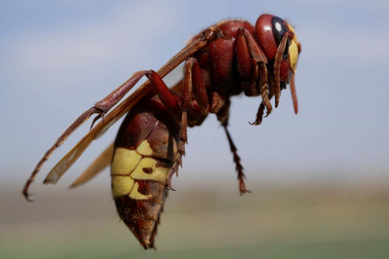 Los avispones pueden retener su alcohol como ningún otro animal en la Tierra