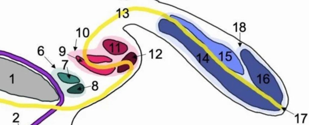 Caso ultra raro de hombre con tres penes diferente a todo lo registrado: ScienceAlert