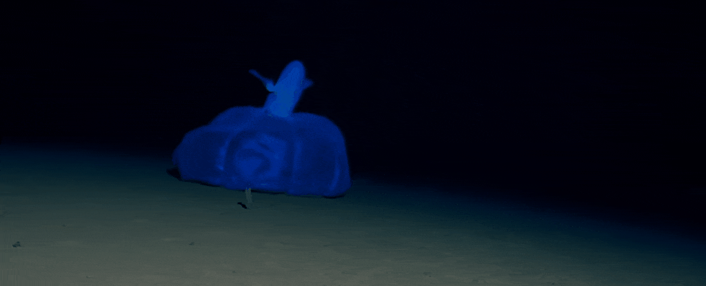 Mire este misterioso pulpo cruzando el fondo del océano: ScienceAlert