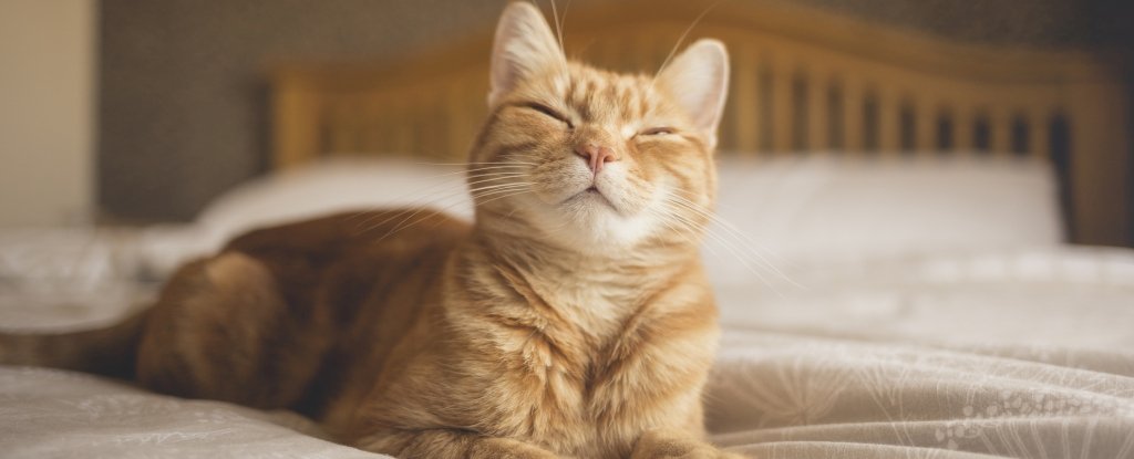 Un estudio confirma un truco sencillo para comunicarte con tu gato: ScienceAlert