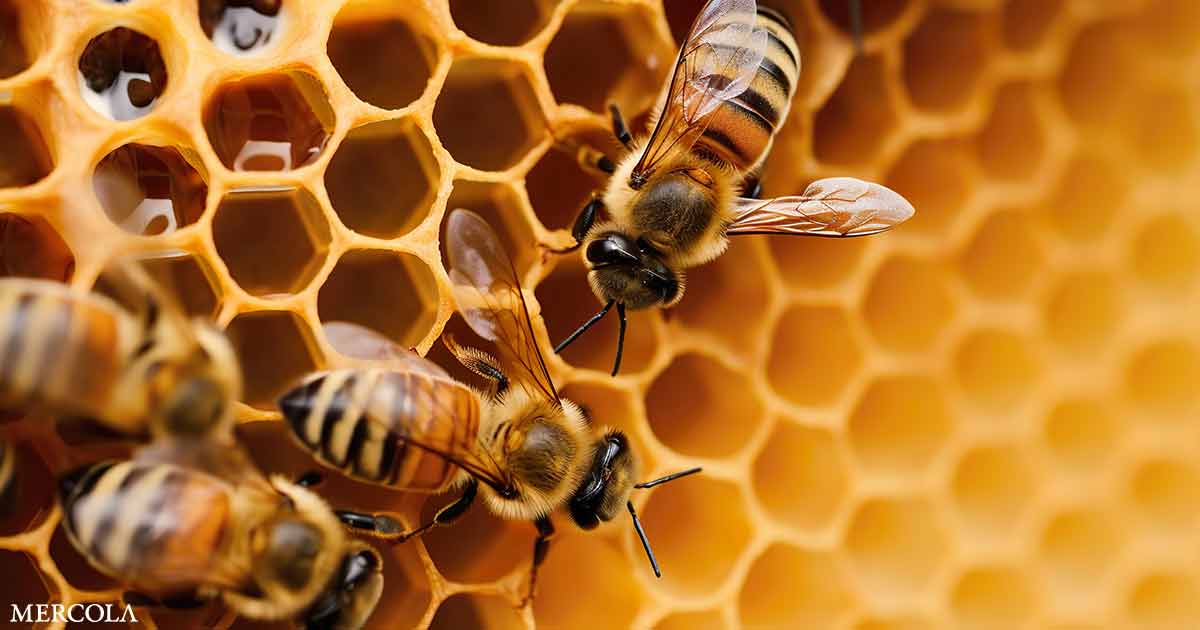 Cientos de miles de colonias de abejas perdidas durante 2023: ¿qué las está matando?
