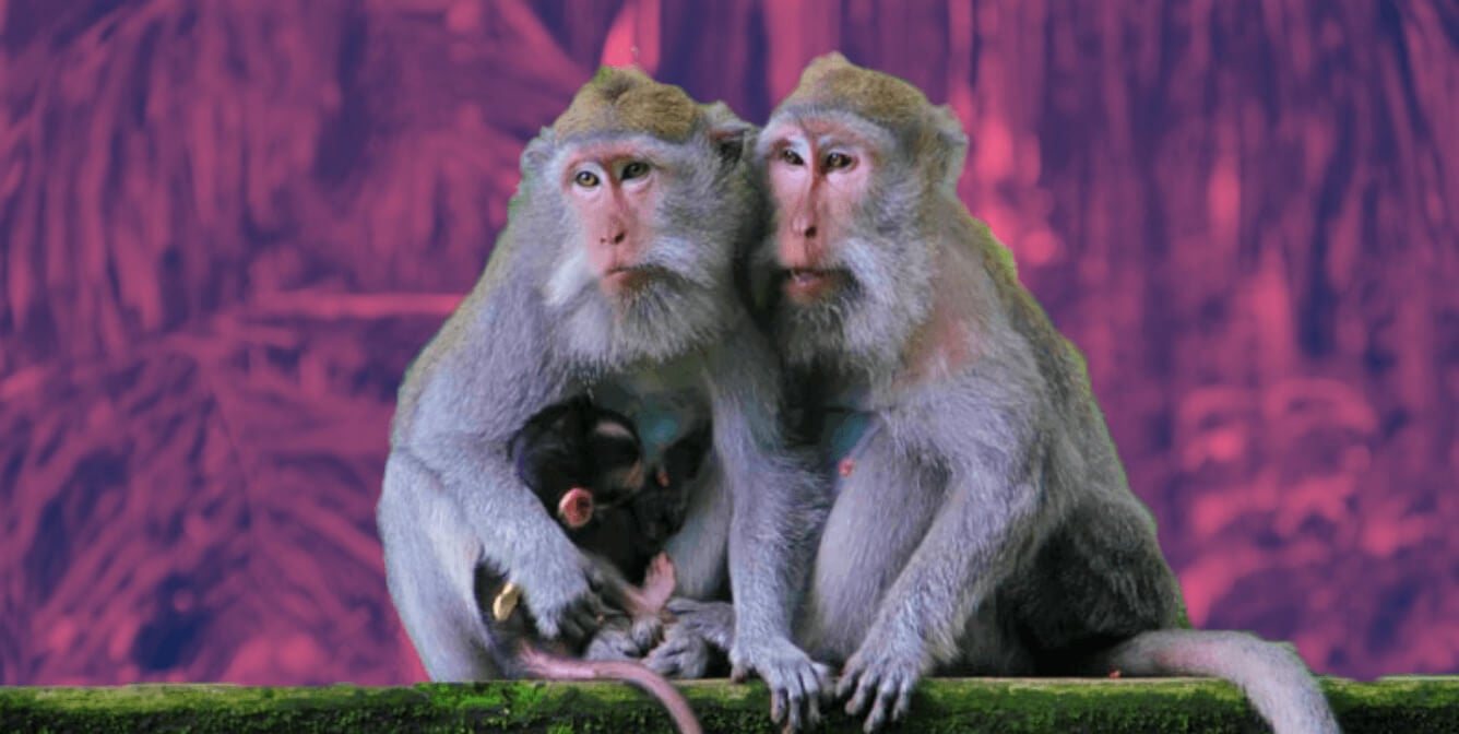 Los primates pertenecen a la naturaleza, no a Walmart