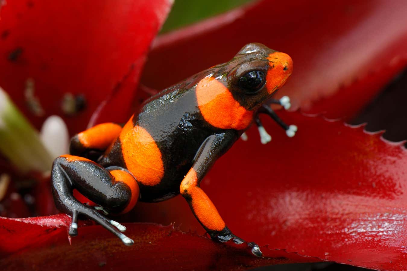 Un plan sencillo podría recaudar los miles de millones necesarios para frenar la pérdida de biodiversidad