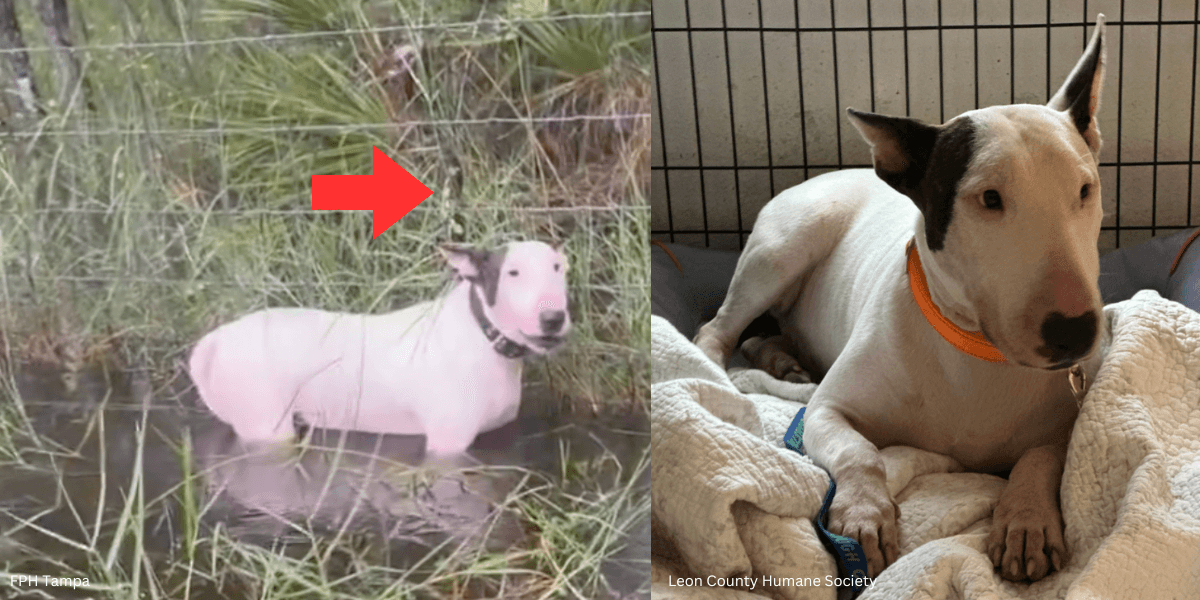 El ‘soldado’ perro abandonado se salvó de una muerte segura durante el huracán Milton