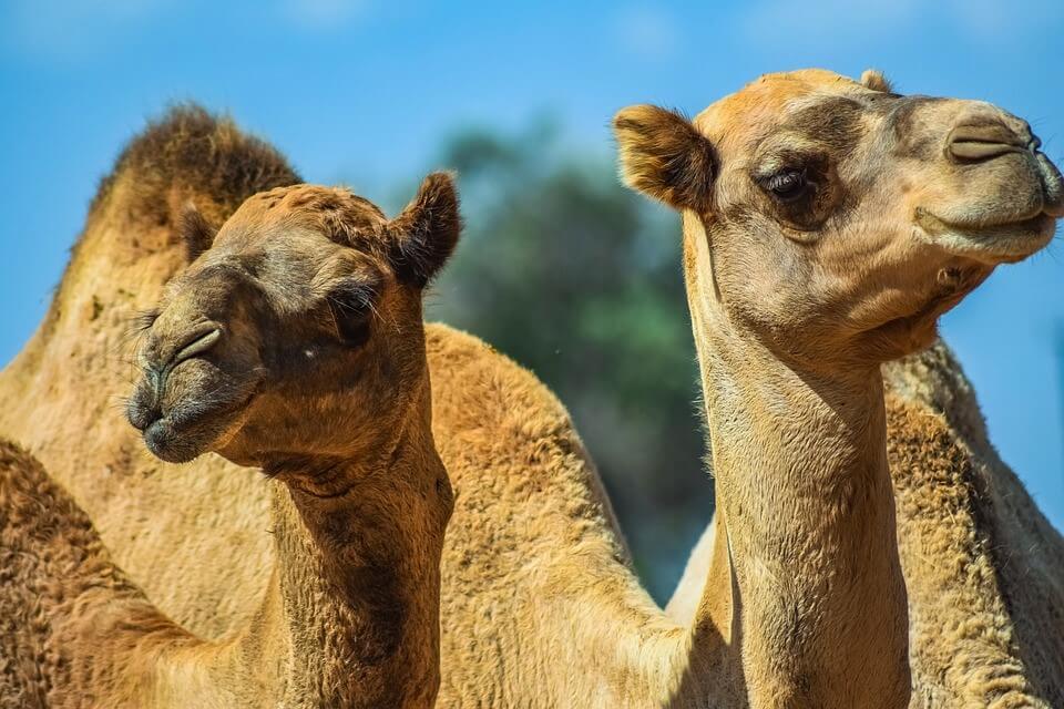 Egipto responde a la presión de PETA con reformas iniciales