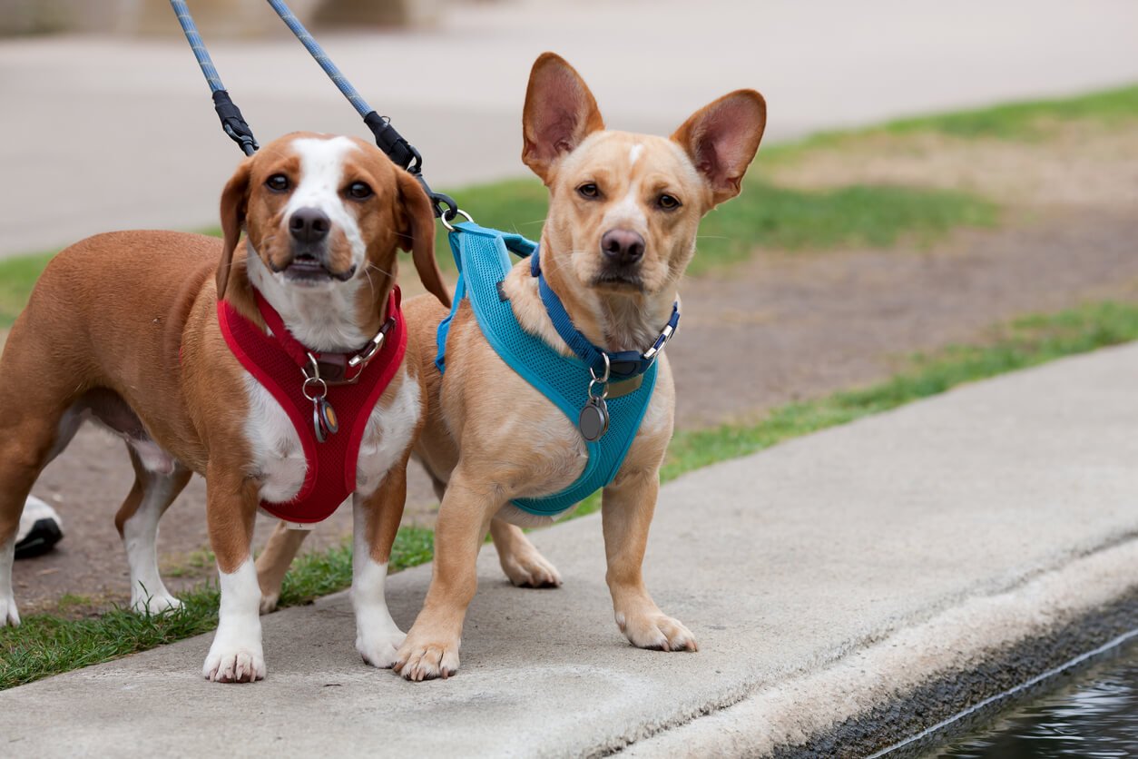 Ojai, California, prohíbe la “cría mediante tortura” de perros y gatos