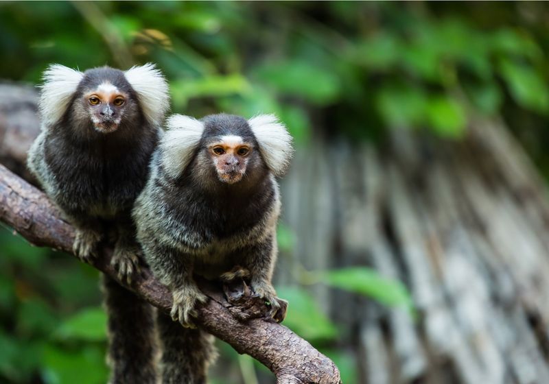 De los titíes a la menopausia: una perspectiva de los primates | Resumen de TS