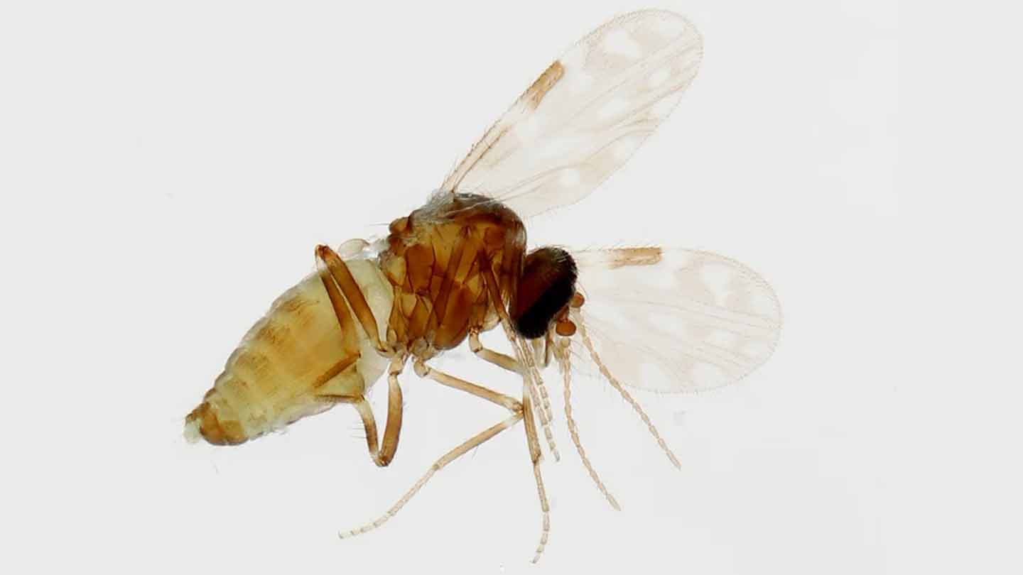 El virus detrás de un brote en Brasil puede transmitirse de la madre al feto