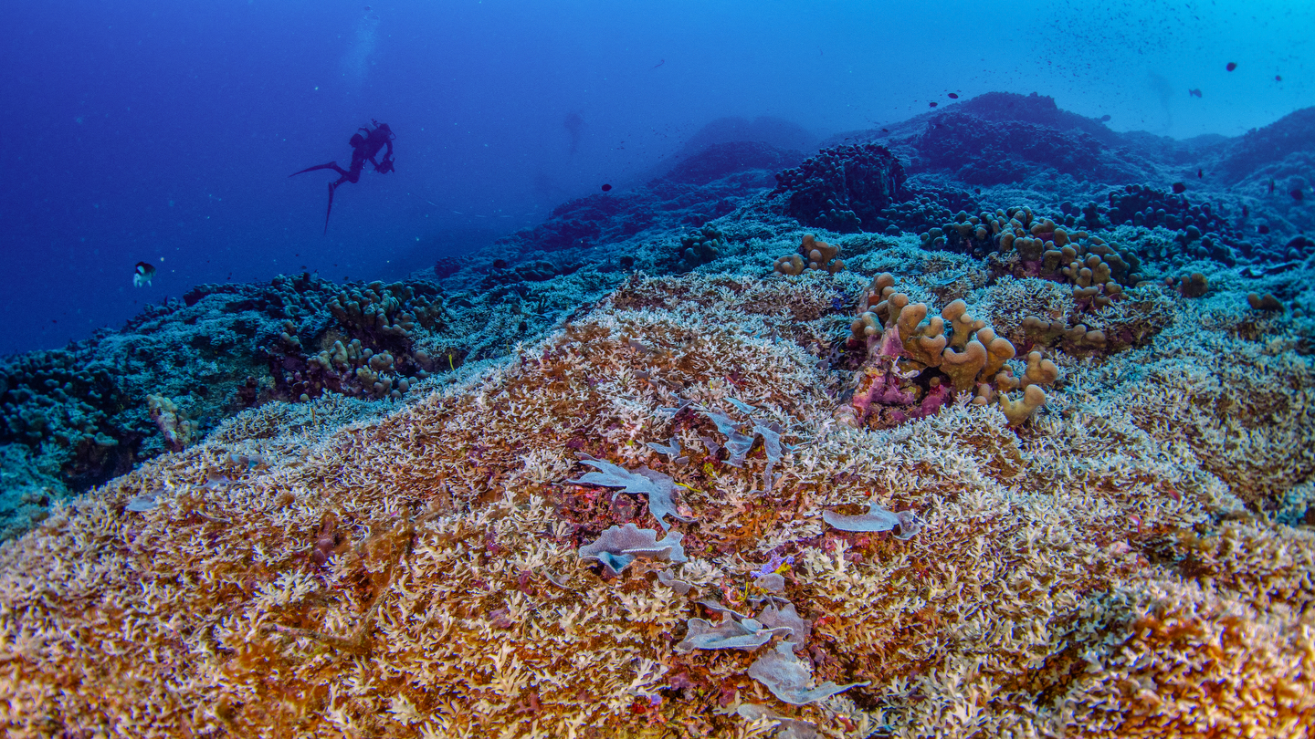 El coral más grande del mundo fue descubierto en el Pacífico Sur