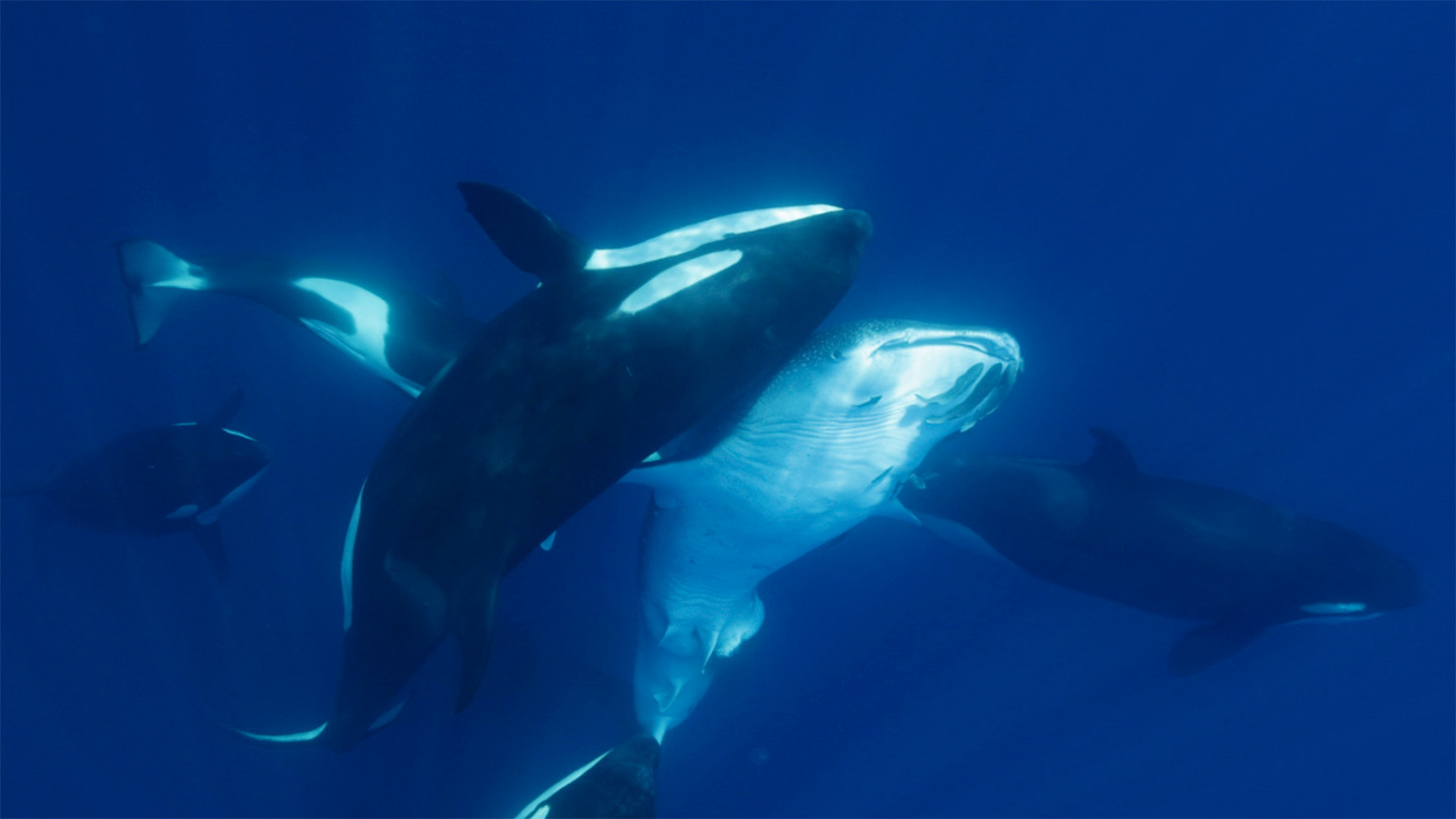 Los videos capturan los trucos de las orcas para cazar al pez más grande de la Tierra