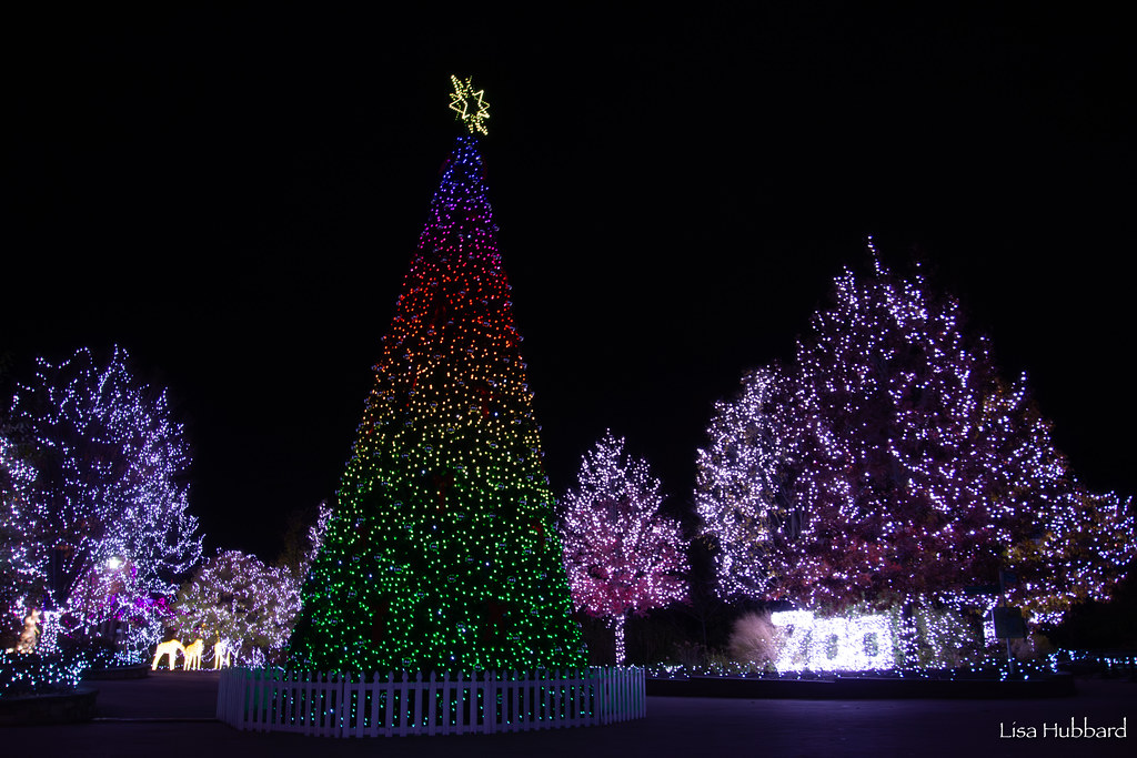 El 42º Festival Anual de Luces de PNC comienza mañana en el Zoológico de Cincinnati