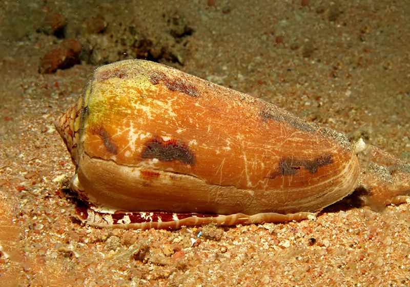 Una toxina del caracol marino podría inspirar nuevos medicamentos para la diabetes