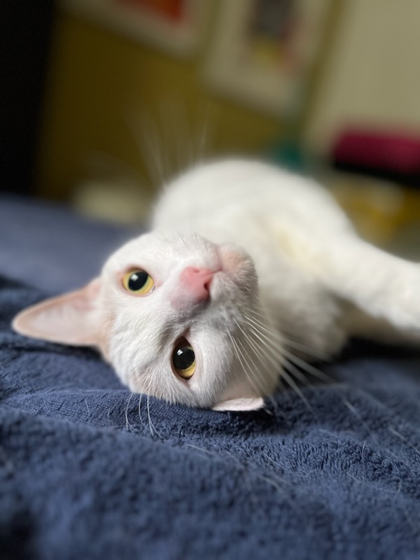 El conmovedor viaje de una estudiante de último año para adoptar a su perfecto compañero