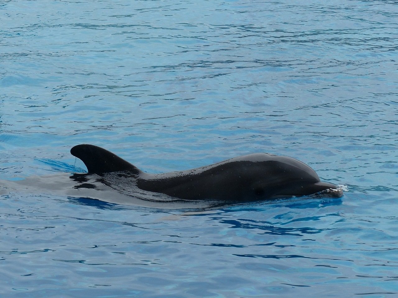 ¿Cómo murieron Gus, Turk y Nate en el Gulf World Marine Park?