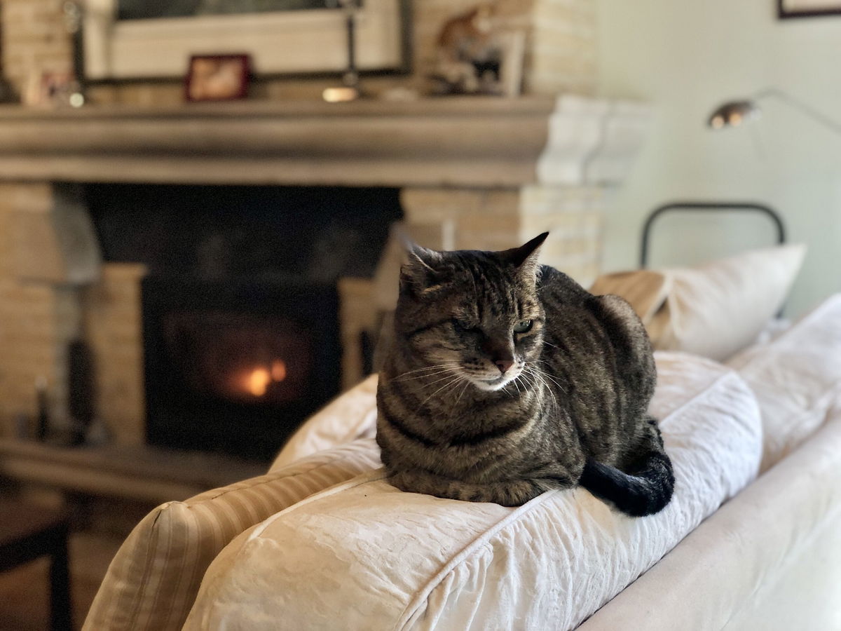 A Feline le encanta quedarse en casa con una niñera « Euro Weekly News