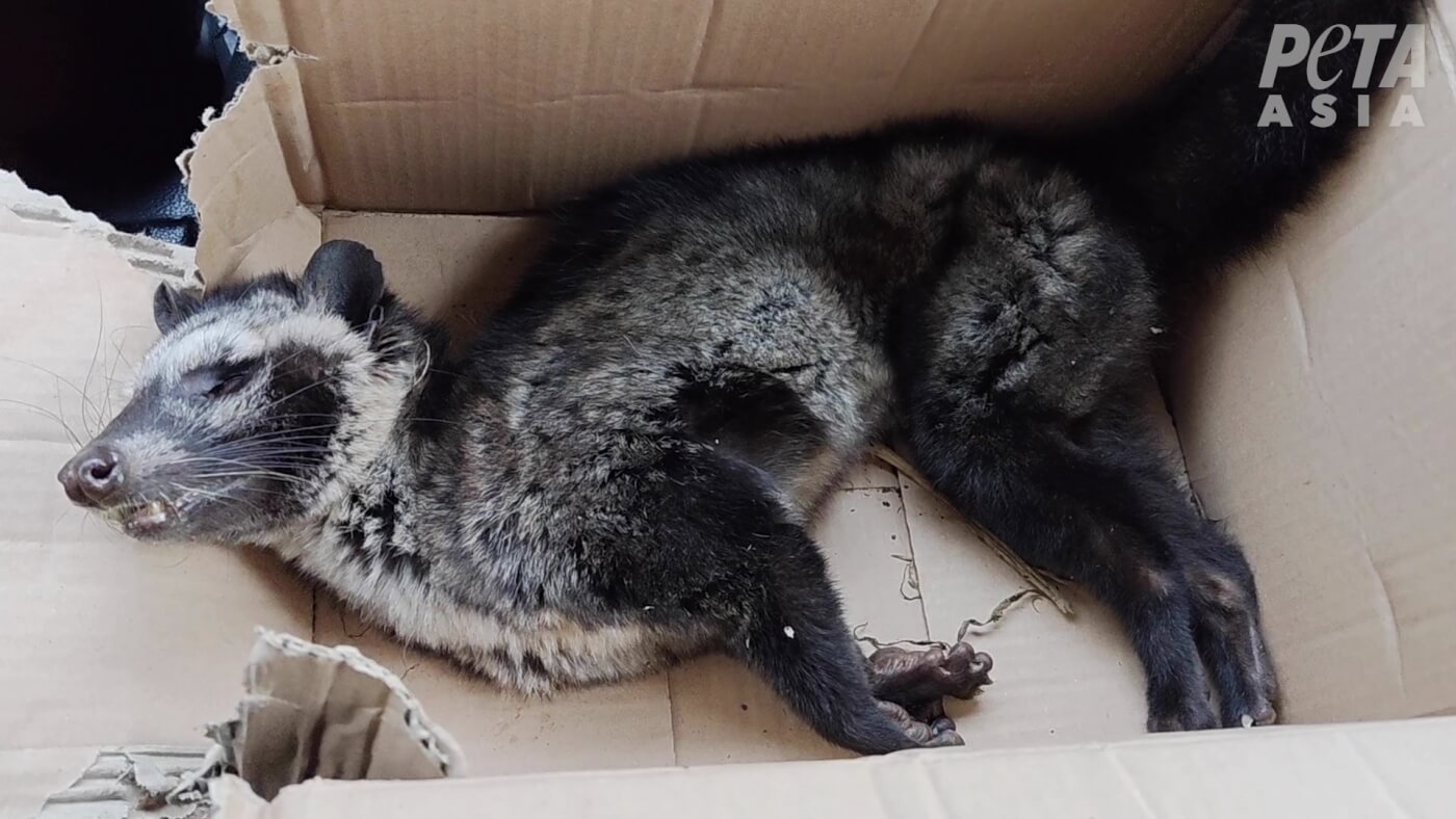 El café con caca de gato Civet puede provocar una nueva pandemia
