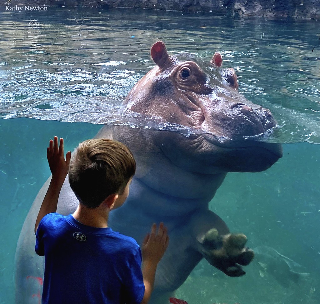 La venta de membresías del Zoológico de Cincinnati se realizará desde ahora hasta el 31 de diciembre