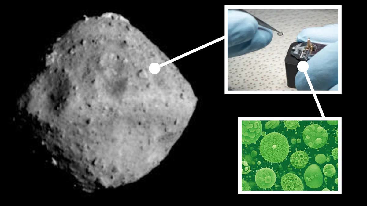 La invaluable muestra del asteroide japonés Ryugu fue “rápidamente colonizada” por bacterias terrestres
