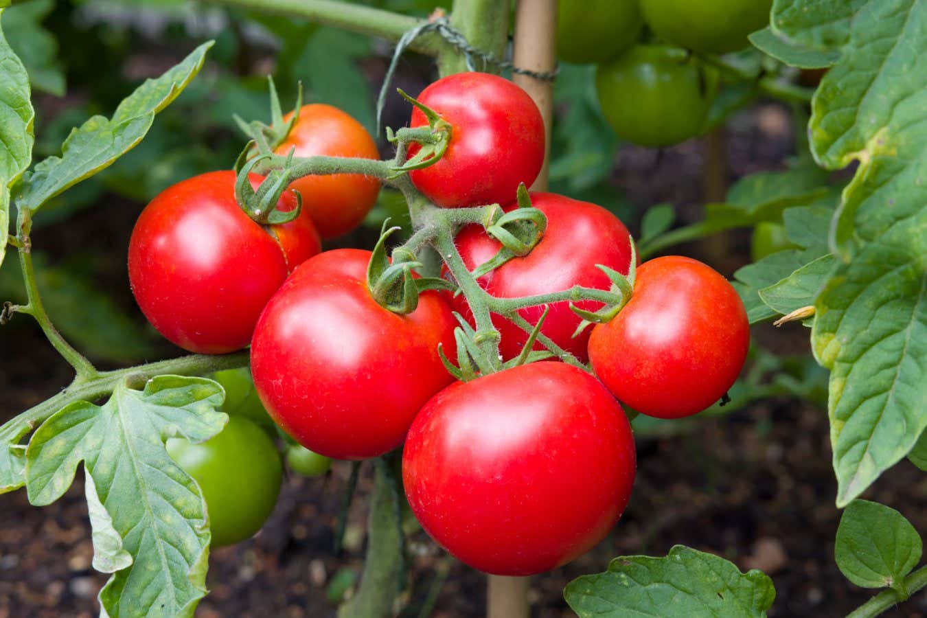 Pronto llegarán tomates más dulces gracias a la edición genética CRISPR