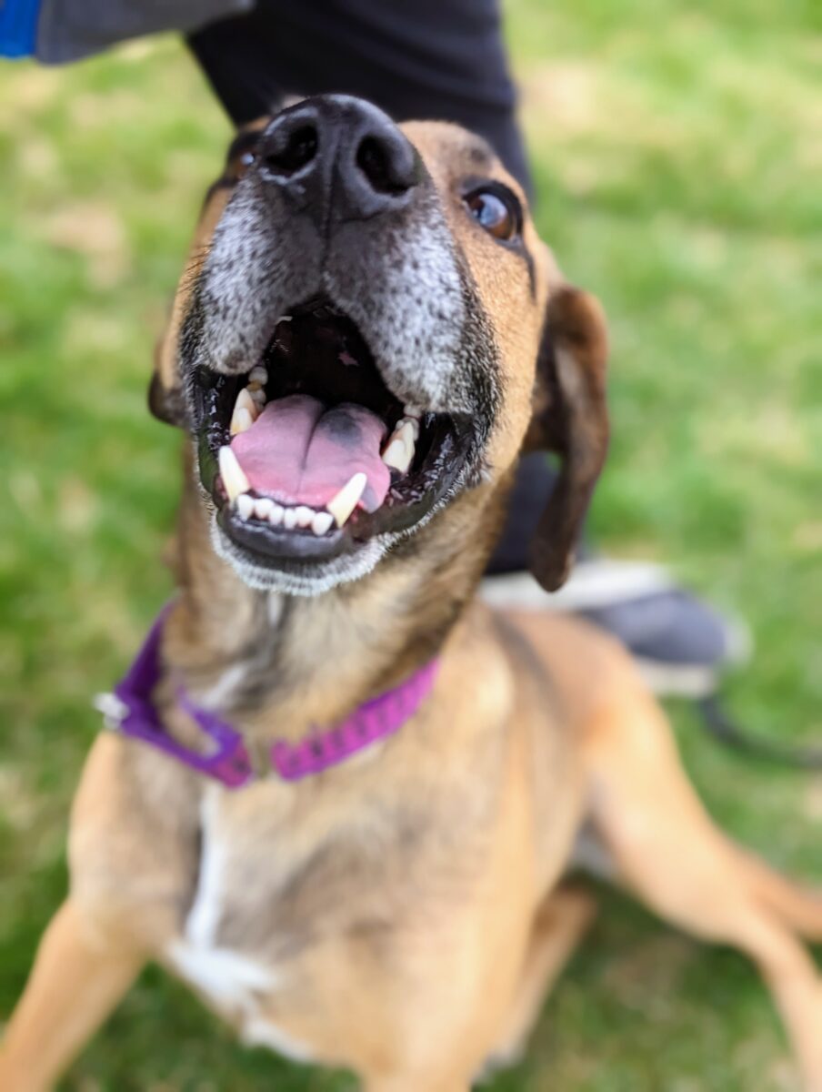 Cómo enseñarle saludos adecuados cuando tu perro se encuentra con un extraño