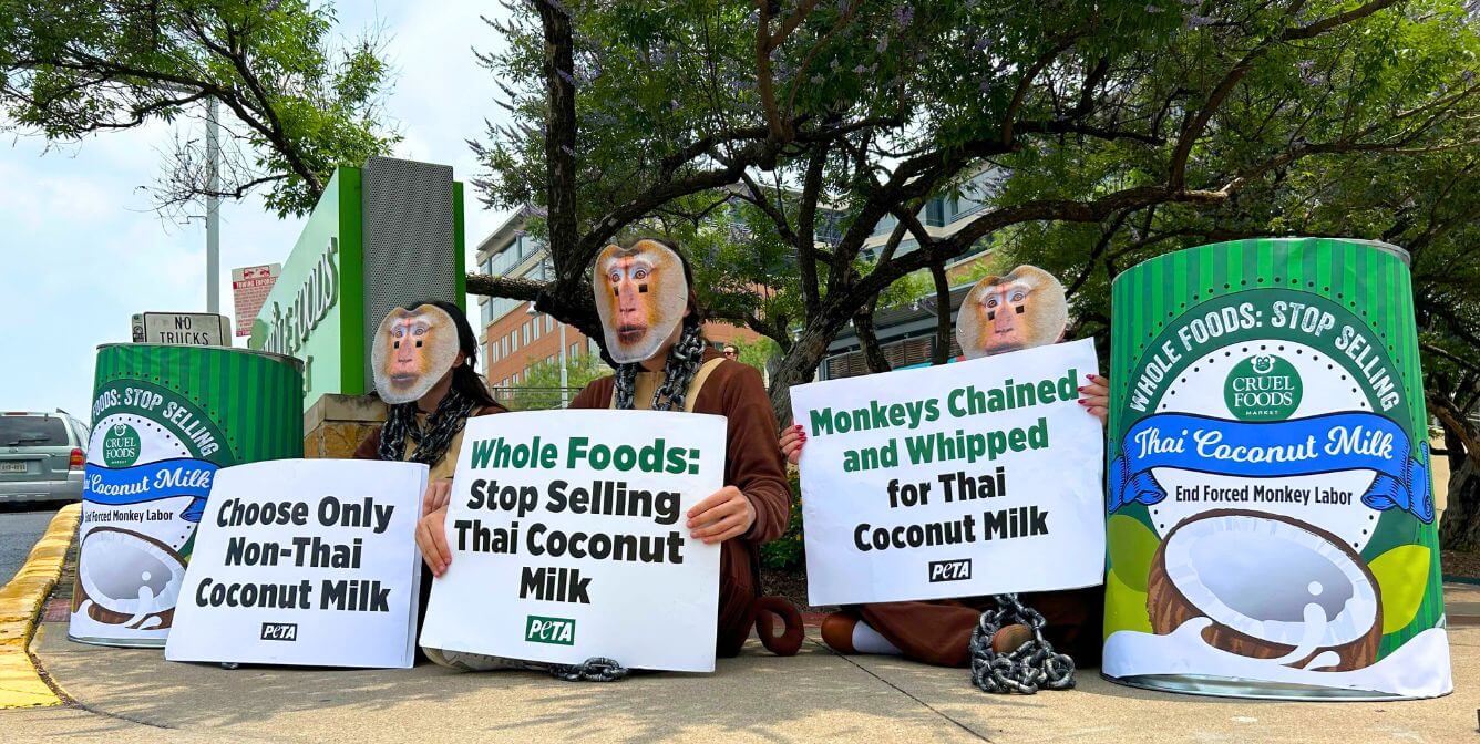 La leche de coco de Whole Foods ahora no contiene monos, gracias a PETA