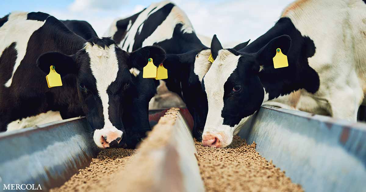 La conexión crucial entre la alimentación animal y la salud humana