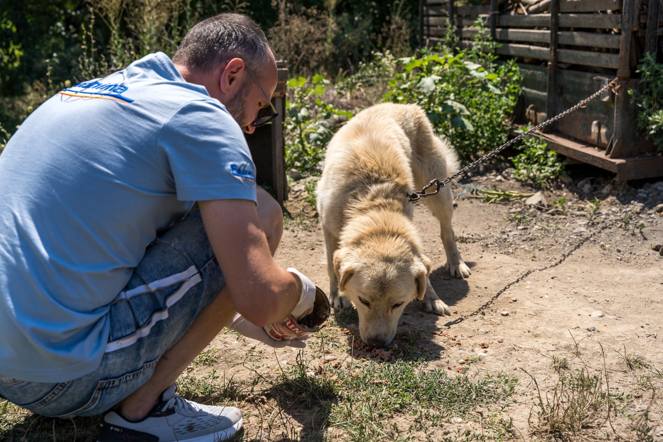 Conozca a los animales que Eduxanima ayudó en Rumania en un solo mes