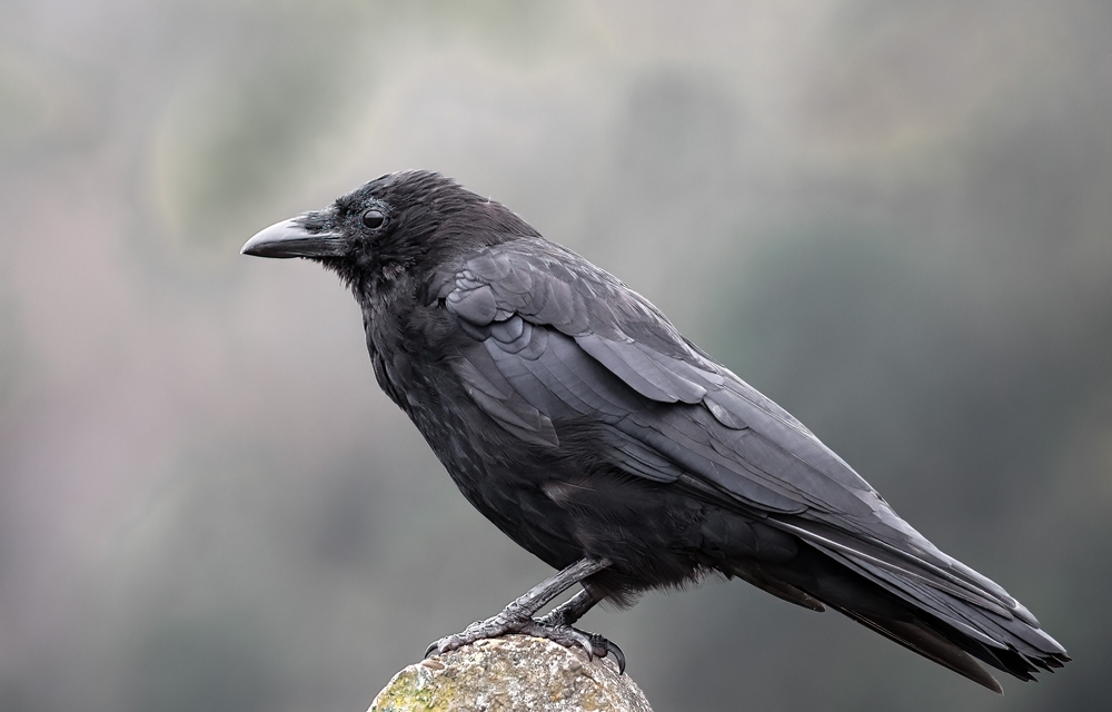 Gatos negros y espejos rotos: estas 7 supersticiones tienen raíces antiguas