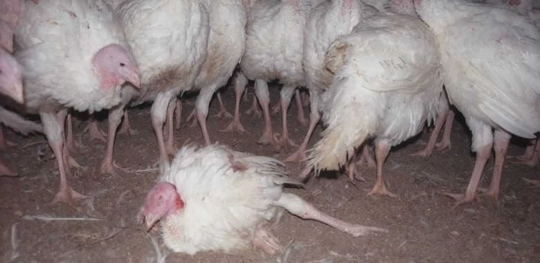 ¿Qué le pasa al pavo Butterball?