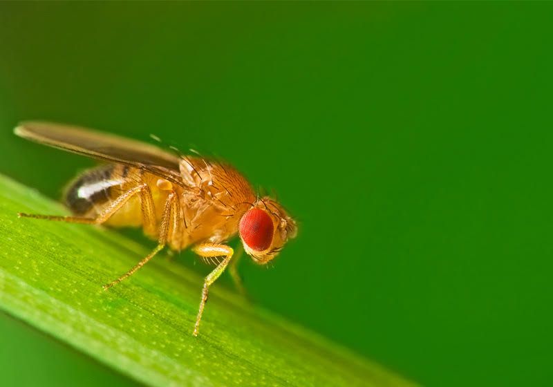 Cómo sabe el cerebro de la mosca cuándo liberar insulina