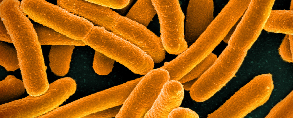 Una nueva técnica da esperanza a millones de personas que padecen infecciones urinarias crónicas: ScienceAlert