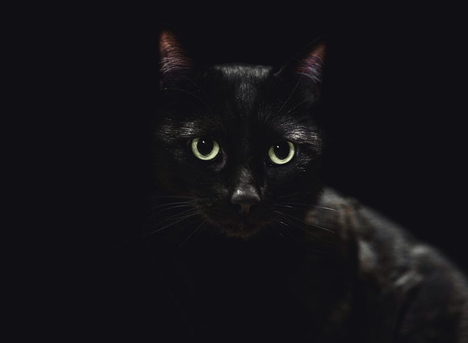 Las supersticiones dan forma a las percepciones de los animales totalmente negros y totalmente blancos