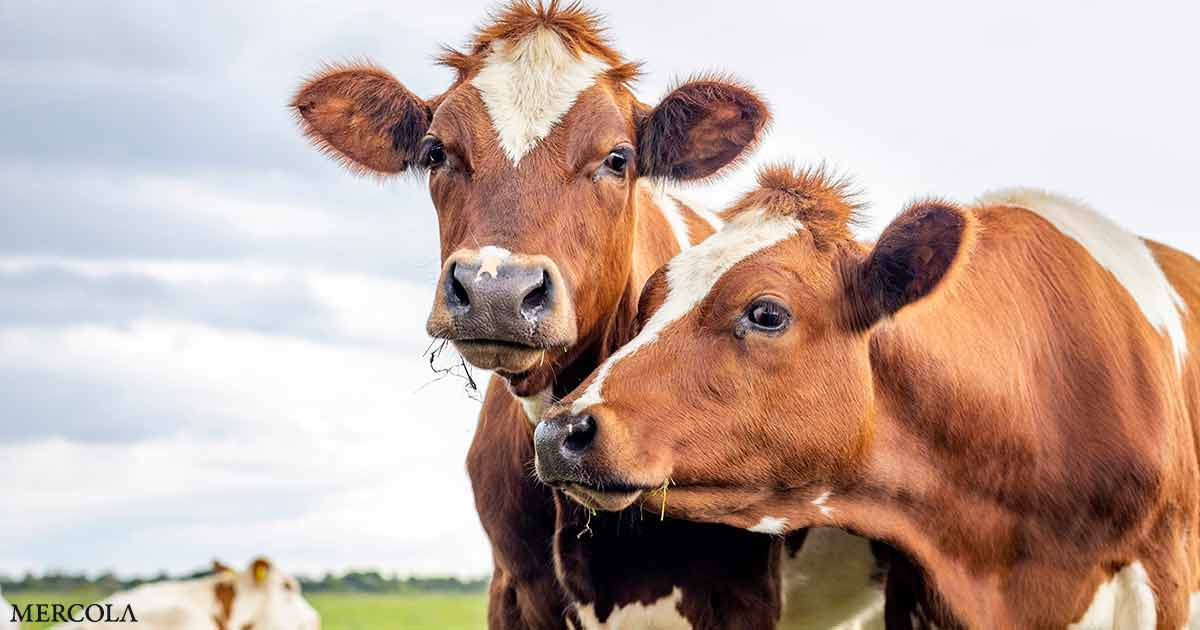 Por qué el origen de su carne es más importante de lo que cree