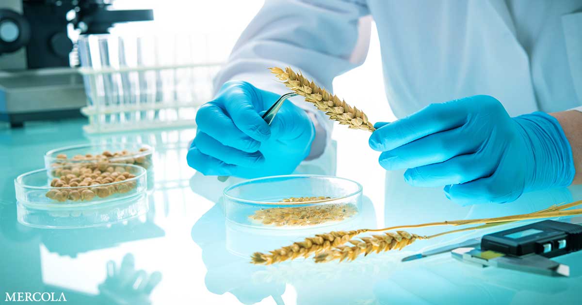 Estados Unidos aprueba trigo transgénico cultivado con herbicida neurotóxico