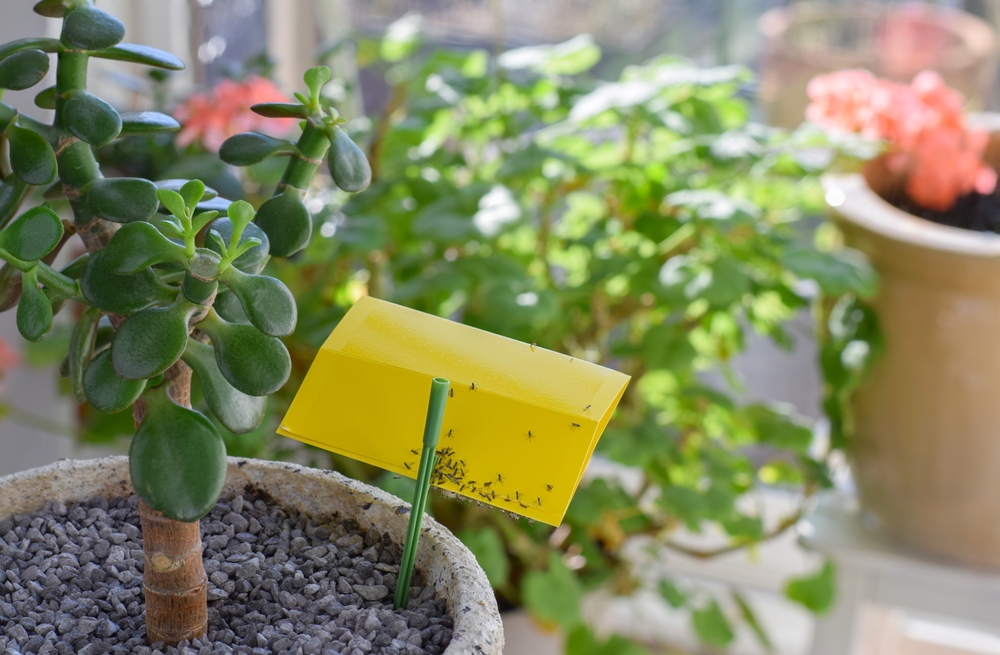 Cómo deshacerse de los mosquitos de forma segura