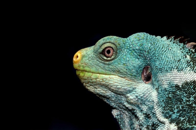 ¿Estás pensando demasiado en lo que dijiste? Es tu ‘cerebro de lagarto’ hablando con partes más nuevas y avanzadas de tu cerebro