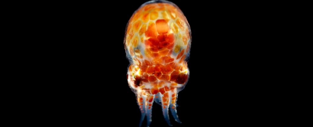 El asombroso camuflaje del pulpo tiene un alto coste: ScienceAlert