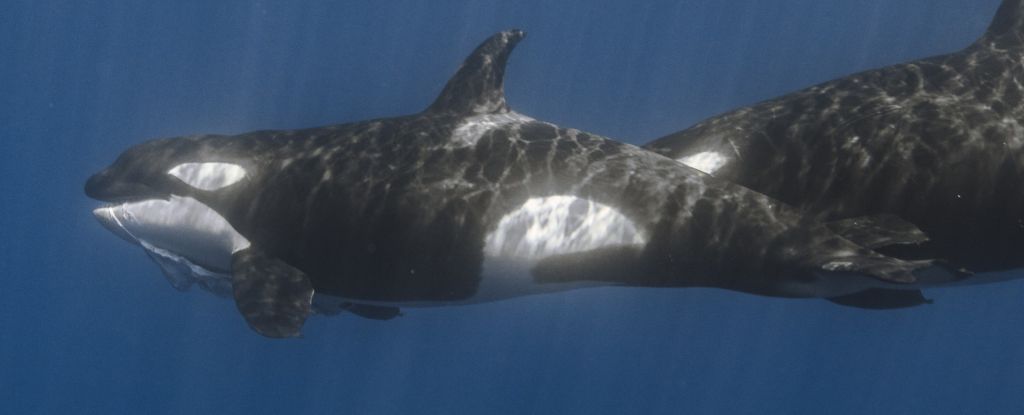 Las orcas tienen una técnica asesina para cazar el pez más grande del océano: ScienceAlert