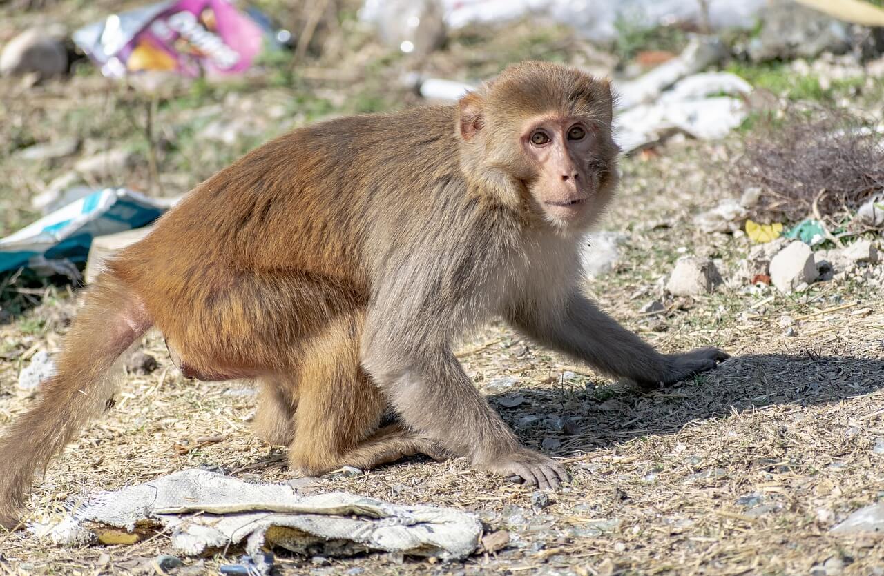 Empresarios ofrecen fondos para enviar a 43 macacos liberados del laboratorio al santuario