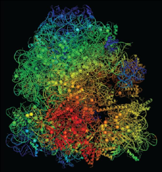 Los científicos descubren el ‘talón de Aquiles’ de las bacterias resistentes a los antibióticos en la batalla del magnesio