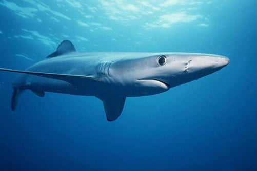 El protocolo de tratamiento tiene como objetivo transformar las tasas de supervivencia de las víctimas de ataques de tiburones
