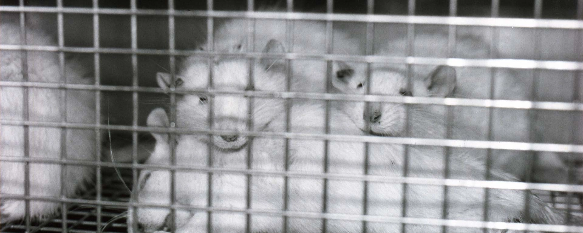 Programa ‘Come sin experimentos’ de PETA