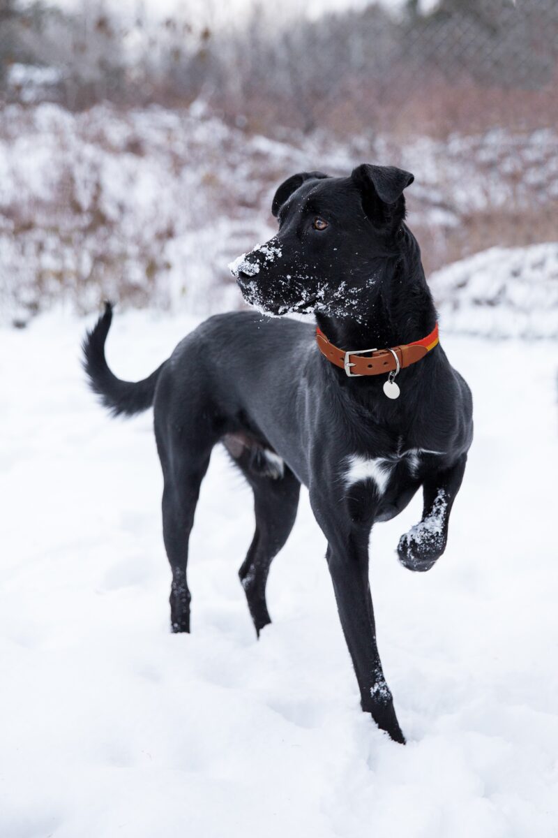 ¿Tu perro necesita ropa de invierno?
