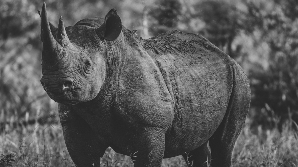 Cómo los humanos han causado la ola de extinción más reciente