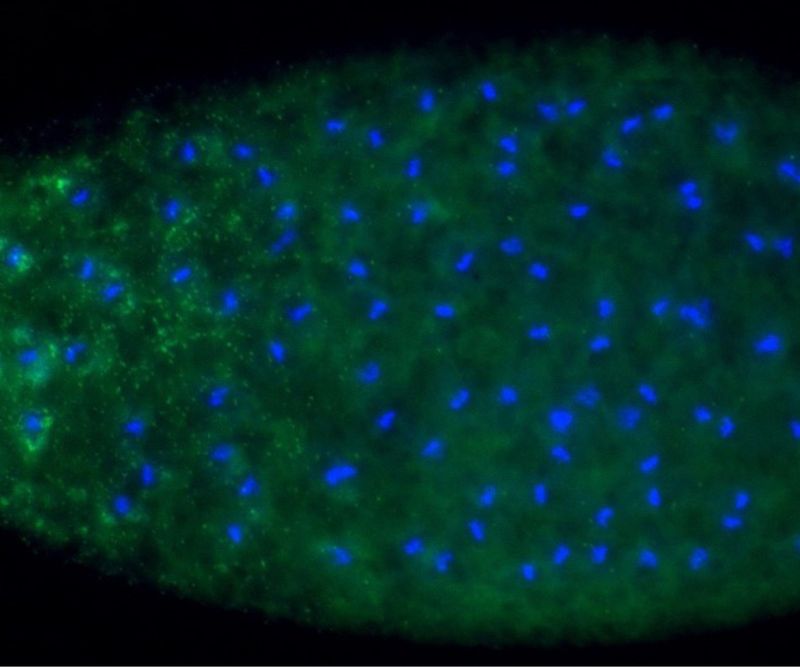 Un aliado microbiano para llevar la ciencia a las masas | Resumen de TS