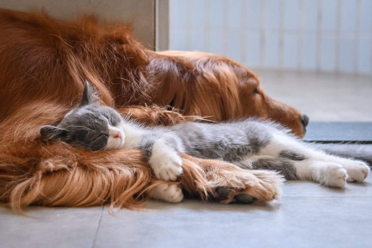 5 cosas ingeniosas que aprendimos sobre perros y gatos en 2024