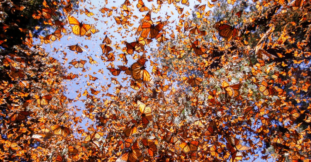 El cambio climático está destruyendo el hábitat invernal de las mariposas monarca